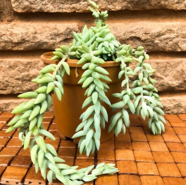 Succulent- burro’s tail