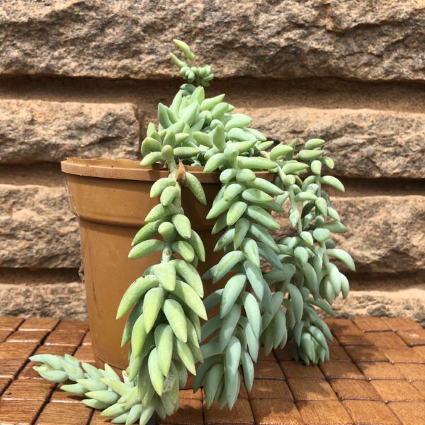 Succulent- burro’s tail - Image 2